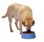 Βιομηχανικά τρόφιμα σκυλιών και γατών μηχανών επεξεργασίας τροφών της Pet που κατασκευάζουν τον εξοπλισμό